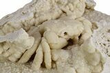 Fossil Crab (Potamon) Preserved in Travertine - Turkey #351024-3